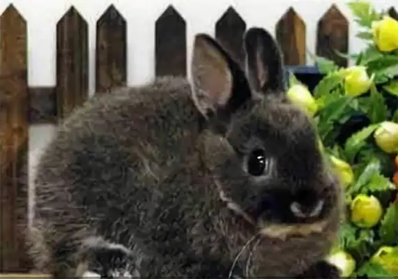 Dovaf Rabbit Identity Information