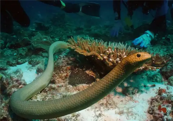Blue Ring Snake Identity Information
