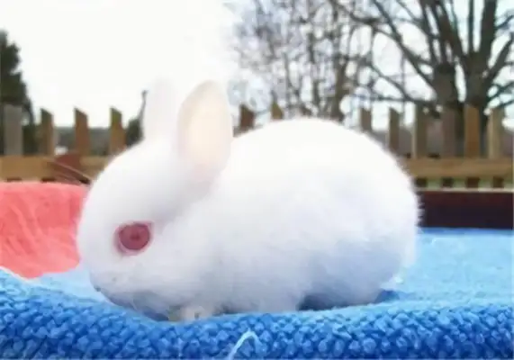 Dovaf Rabbit Identity Information