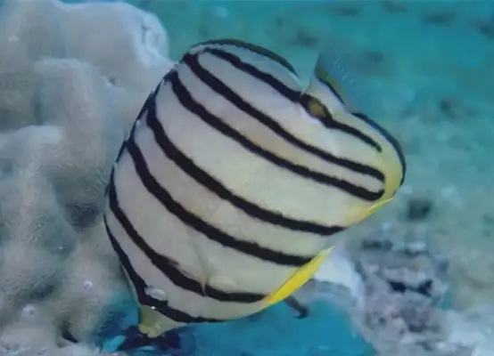 Eight with information on the identity of the butterfly fish