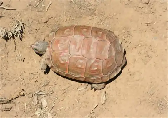Information on the identity of the turtle on Cape Karu