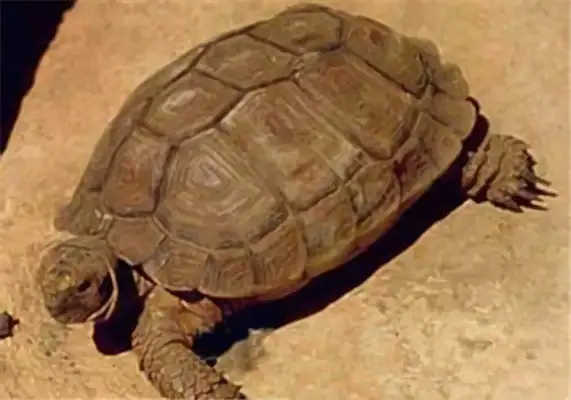 Information on the identity of the turtle on Cape Karu