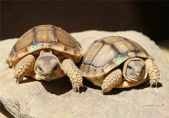 Information on the identity of the turtle on Cape Karu
