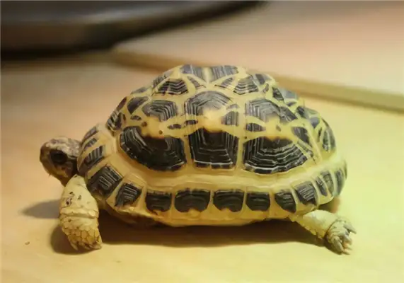 The identity of the spider turtle