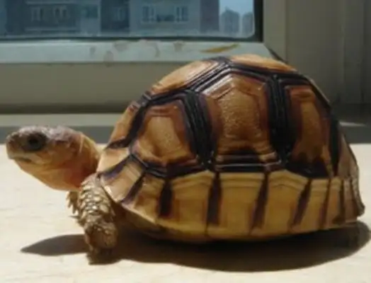 Angoloca turtles. Angoloka turtles protect animals