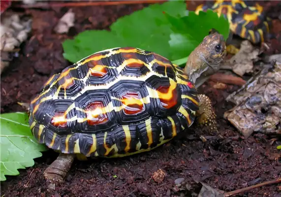 The identity of the flatback turtle