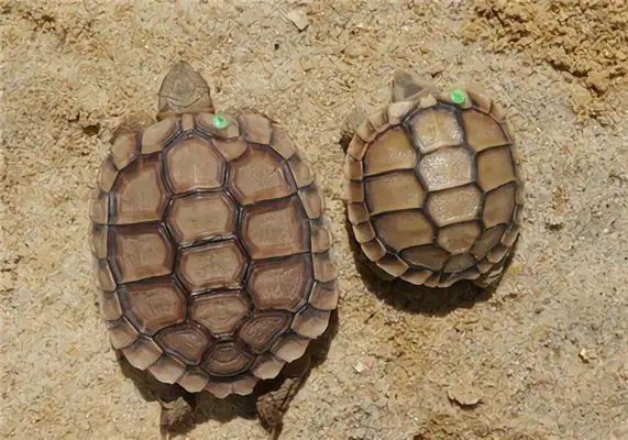 Information on the identity of the turtle on Cape Karu