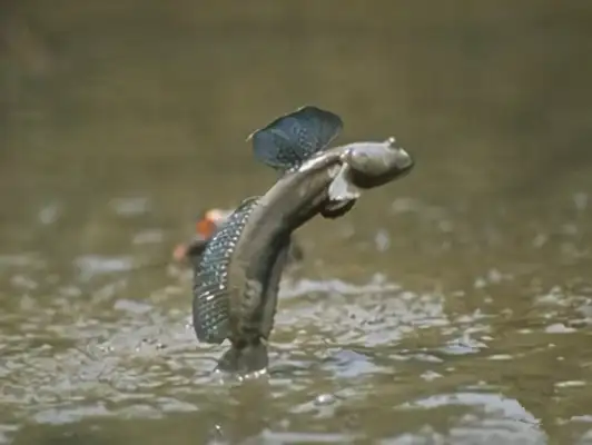 Big fish ID