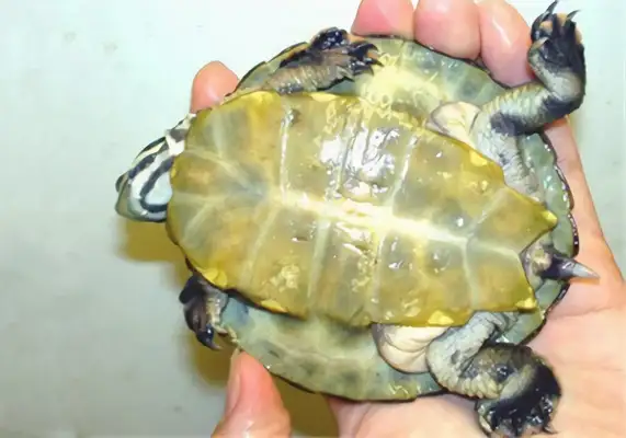 Mask-side neck turtle identity information