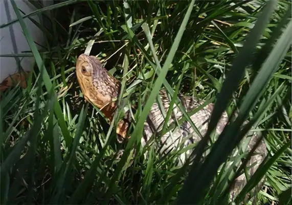 Burger's got an ID on the turtle