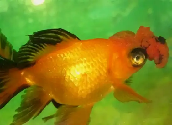 Iron bag goldfish identity information