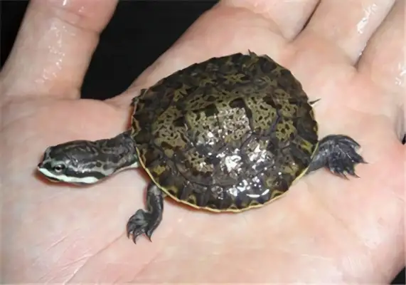 Mask-side neck turtle identity information