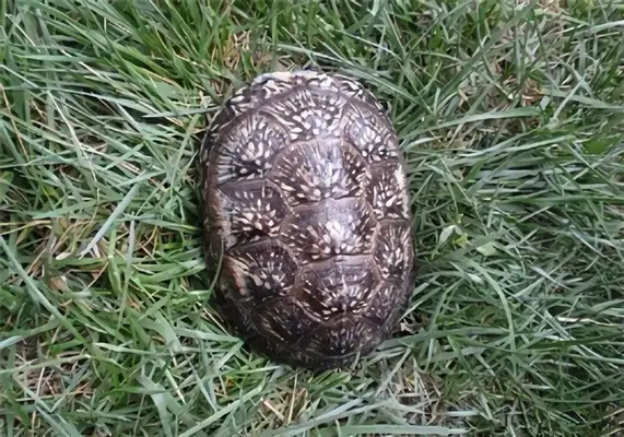 Burger's got an ID on the turtle