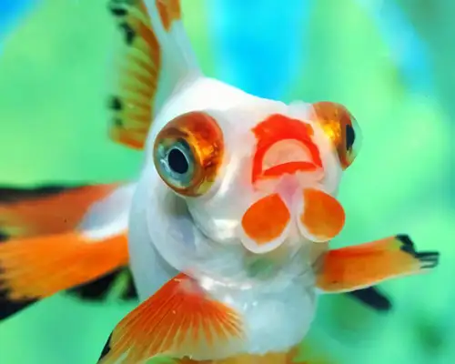 Iron bag goldfish identity information