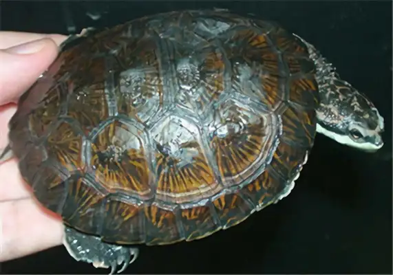 Mask-side neck turtle identity information