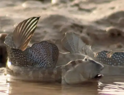 Big fish ID