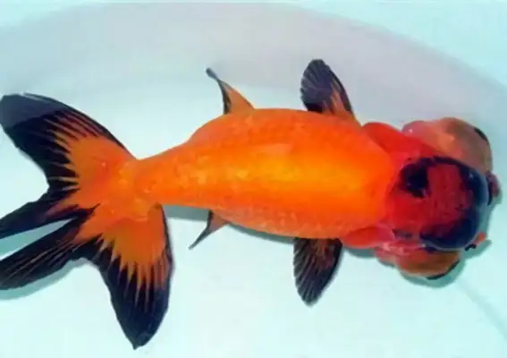 Iron bag goldfish identity information