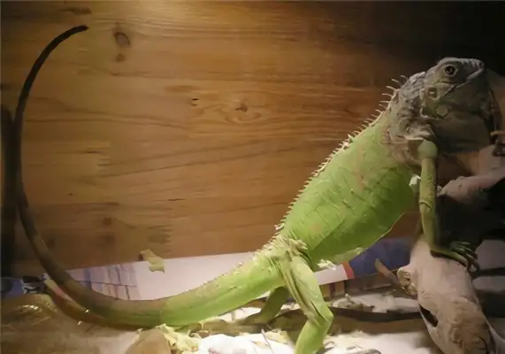 Green iguana identity information