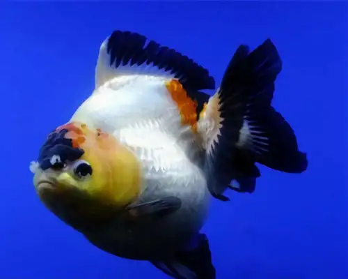 Iron bag goldfish identity information