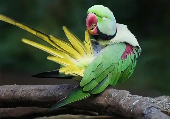 Alexander parrot identity information
