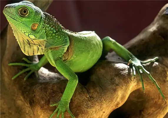 Green iguana identity information