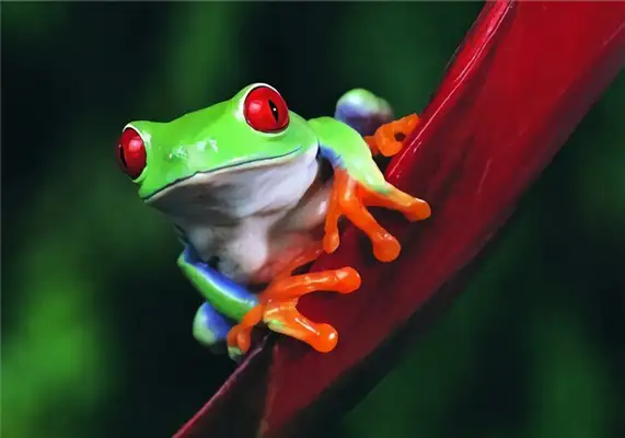 Red Eye Frog Identity Information