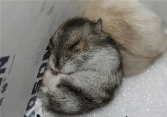 Three-line hamster identity information