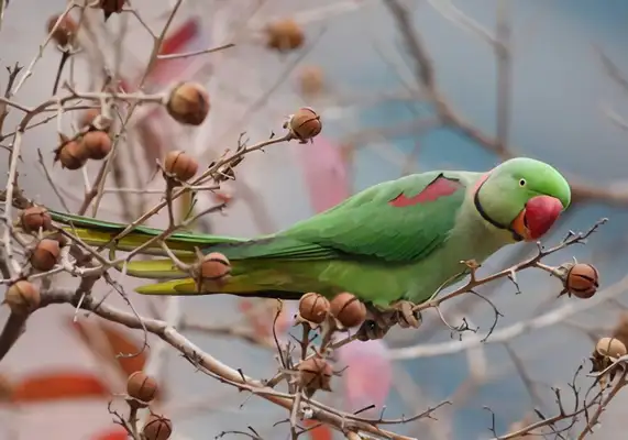 Alexander parrot identity information