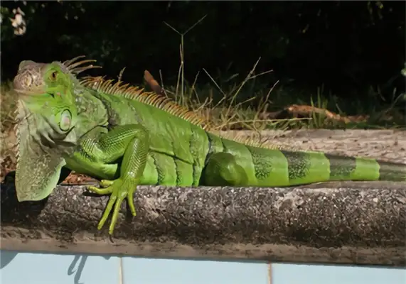 Green iguana identity information