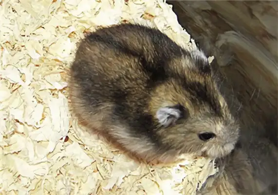 Three-line hamster identity information