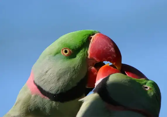 Alexander parrot identity information