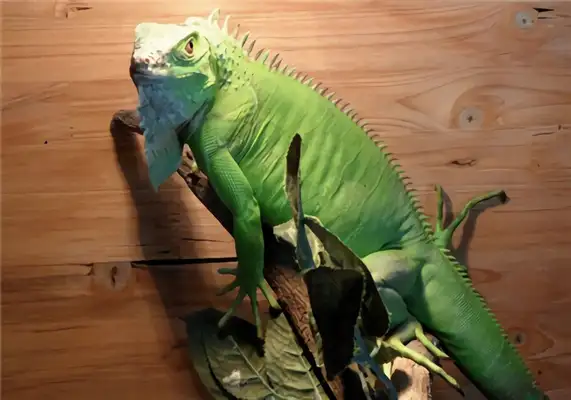 Green iguana identity information