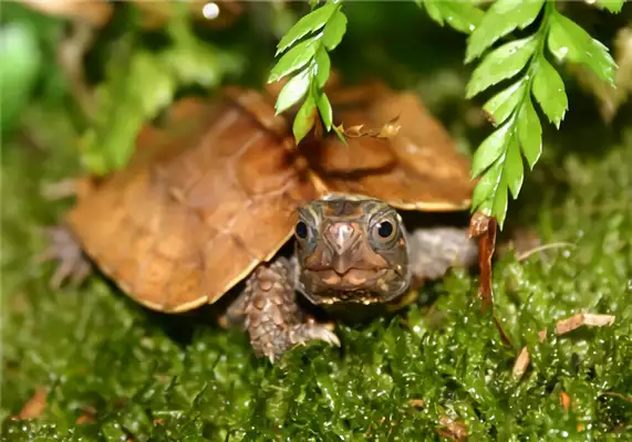 Maple Tortoise Identity Information