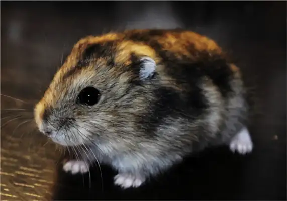 Three-line hamster identity information