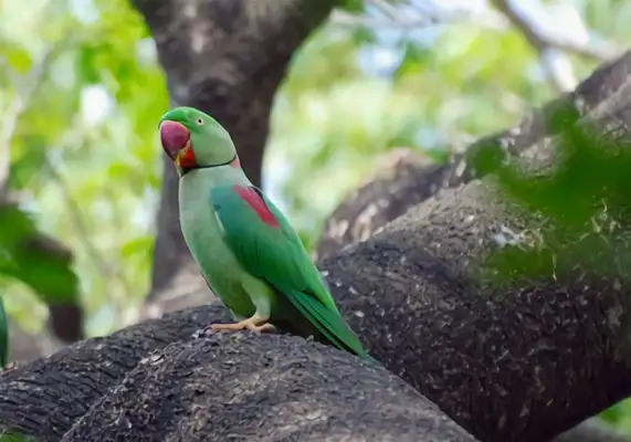 Alexander parrot identity information