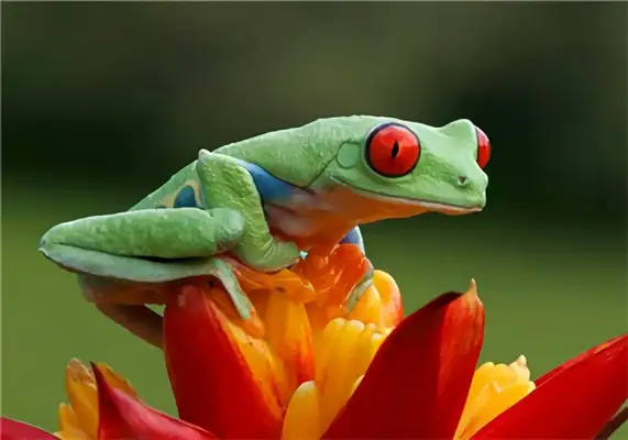 Red Eye Frog Identity Information