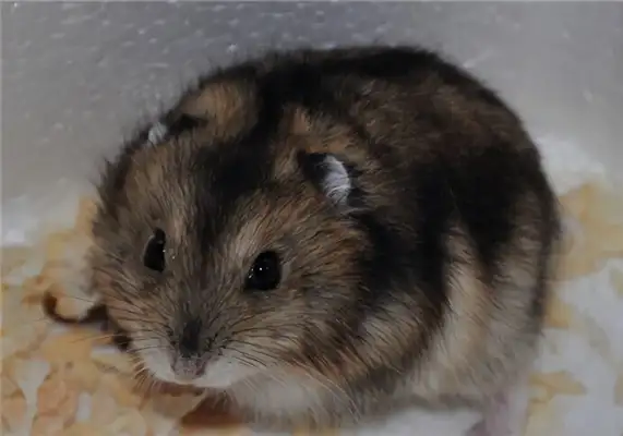 Three-line hamster identity information