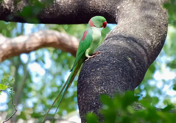 Alexander parrot identity information