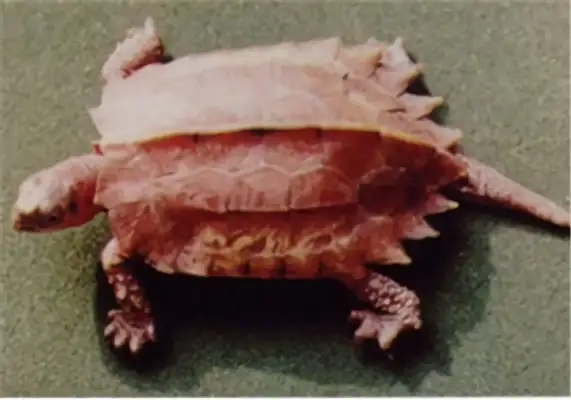 Maple Tortoise Identity Information