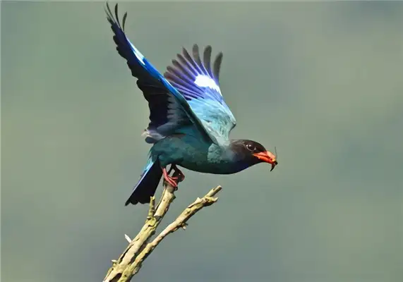 I.D. The bird
