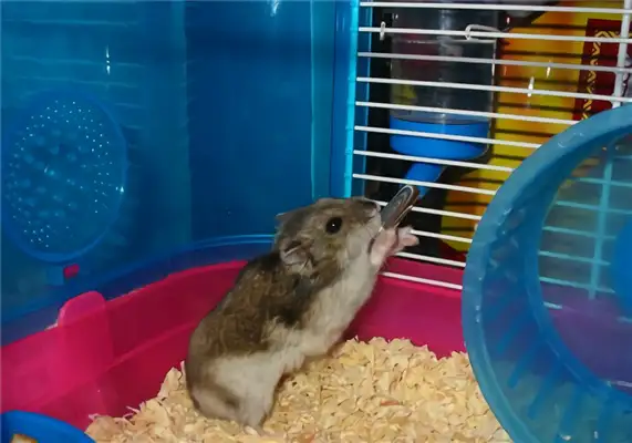 Three-line hamster identity information