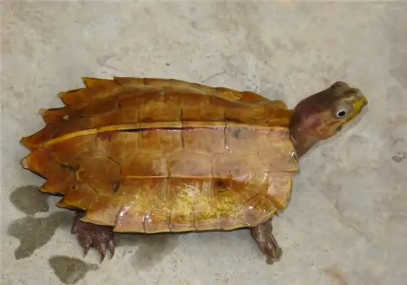 Maple Tortoise Identity Information
