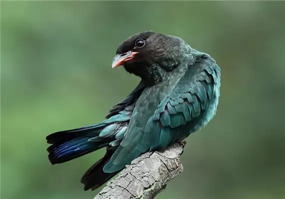 I.D. The bird