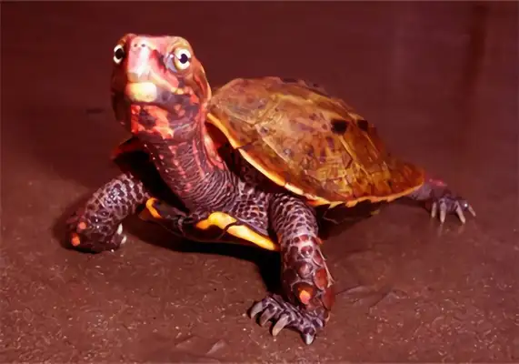 Maple Tortoise Identity Information