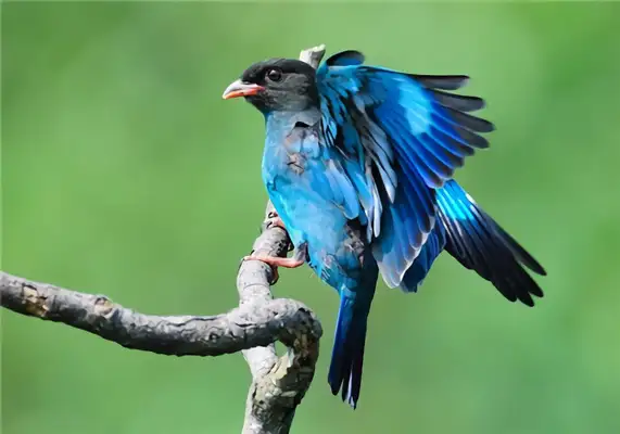 I.D. The bird