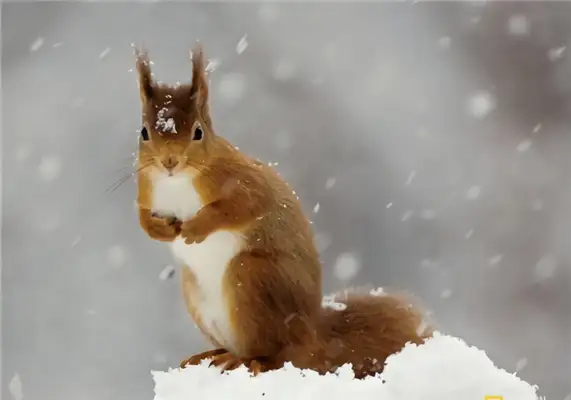 European Red Squirrel Identity Information