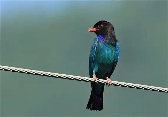I.D. The bird