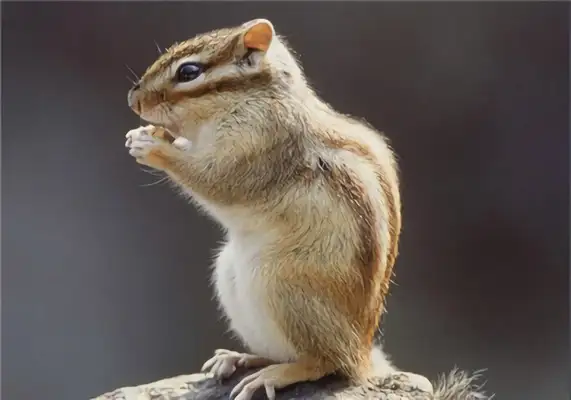 European Red Squirrel Identity Information
