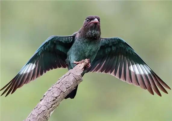 I.D. The bird