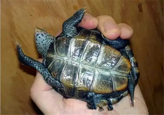 Eastern Florida drilling turtle identity information